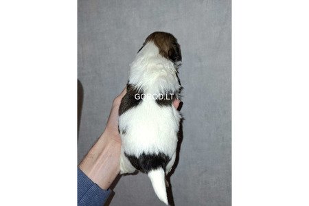 Идеальные чистокровные щенки Ши-Тцу.