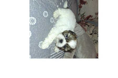 Идеальные чистокровные щенки Ши-Тцу.