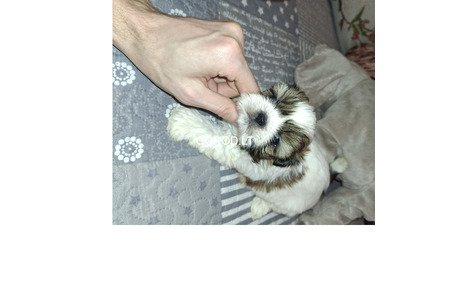 Идеальные чистокровные щенки Ши-Тцу.