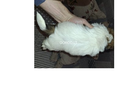 Идеальные чистокровные щенки Ши-Тцу.