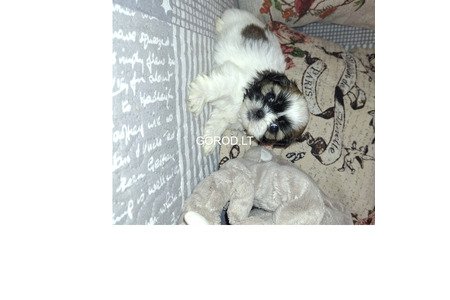 Идеальные чистокровные щенки Ши-Тцу.