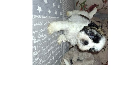 Идеальные чистокровные щенки Ши-Тцу.