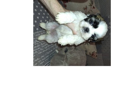 Идеальные чистокровные щенки Ши-Тцу.
