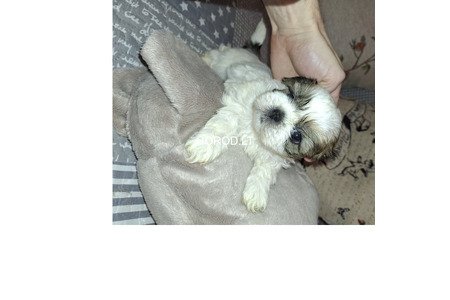 Идеальные чистокровные щенки Ши-Тцу.