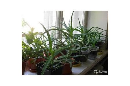 саженцы алоэ
