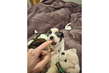 Идеальные чистокровные щенки Ши-Тцу.
