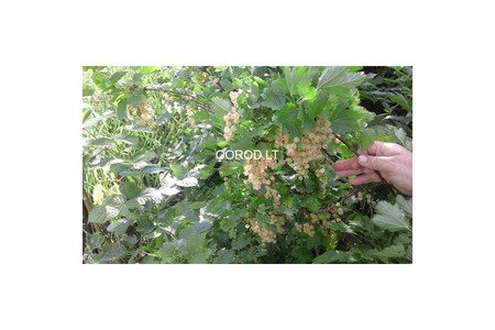 Предлагаю Сортовые саженцы
