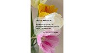 Репетитор по литовскому языку