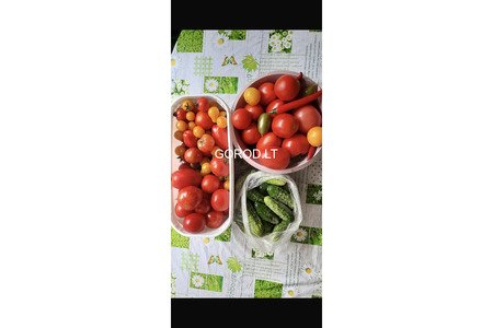 Продам огурцы и помидоры