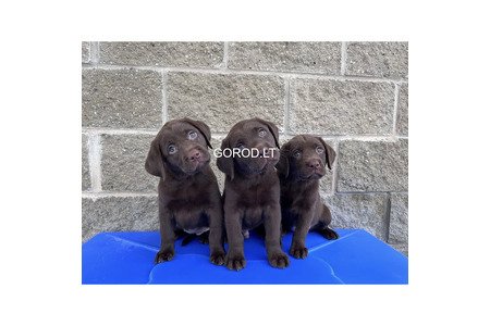 Labradoro retriverio šuniukai