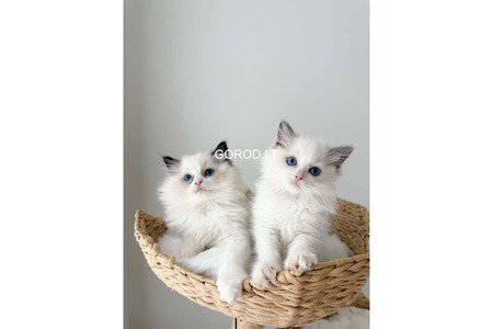 Ragdolo veislės kačiukai