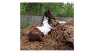 БЕСПЛАТНО ОТДАМ НАВОЗ КОНСКИЙ, , Римше, ,